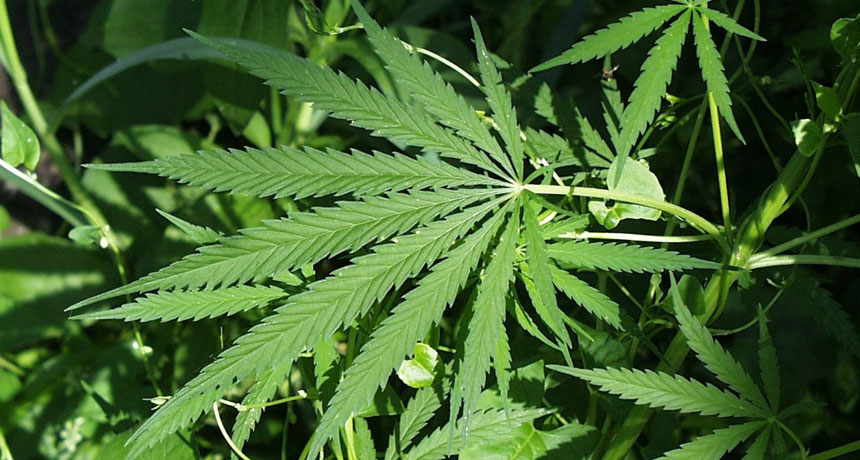 marijuana