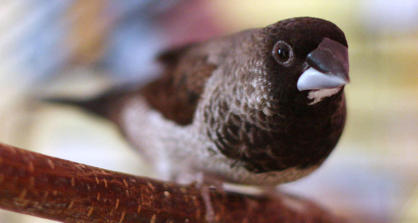 society finch