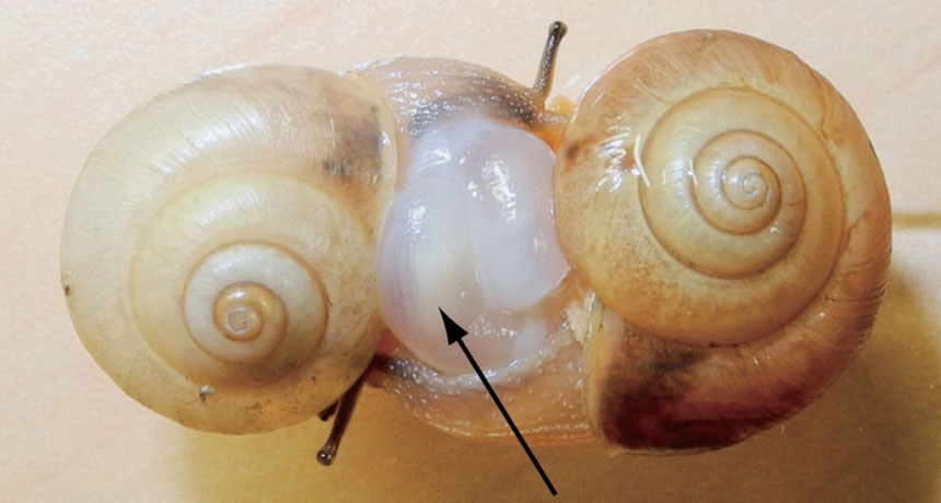 two snails mating