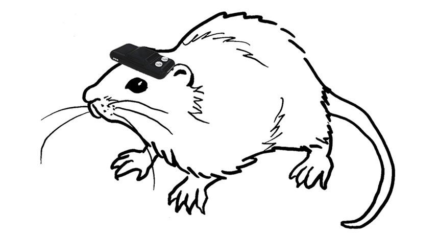 Rats can navigate mazes, even when blind