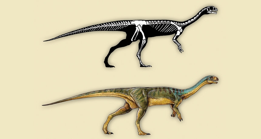 Chilesaurus