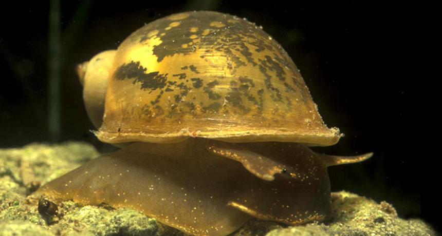 Radix balthica snail
