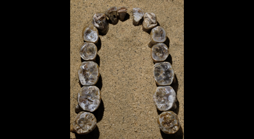 Fossil teeth from East Africa
