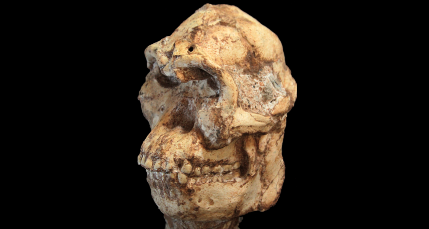 Little Foot Fossil