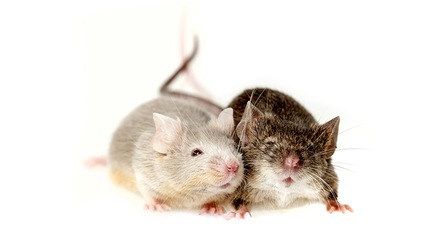 two mice