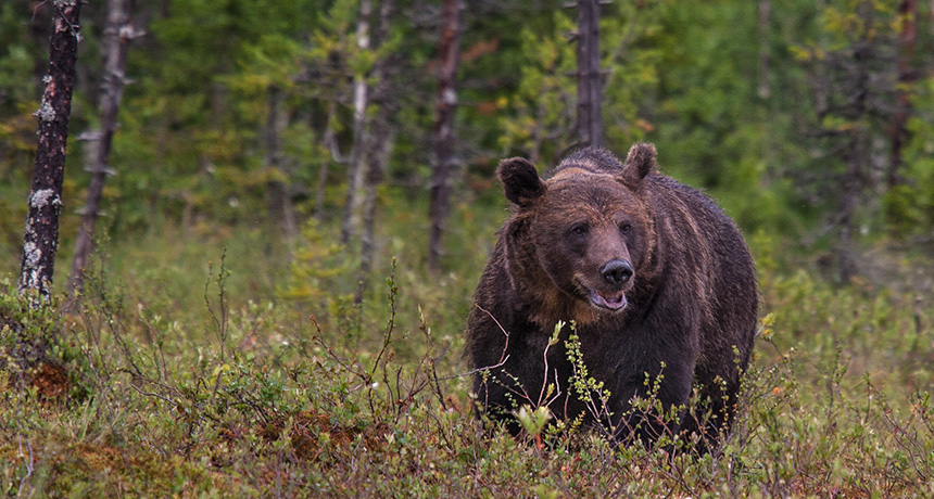 Brown Bear