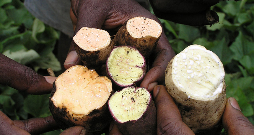 sweet potatoes