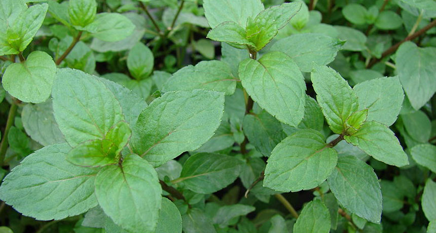 peppermint