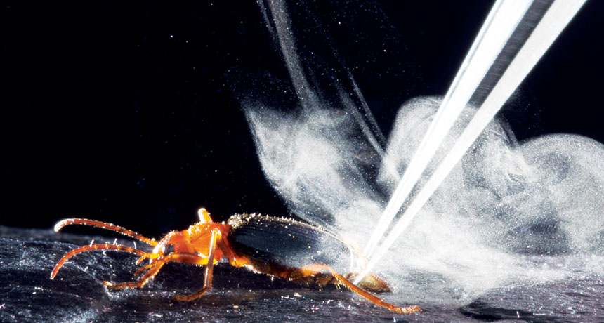 bombardier beetle