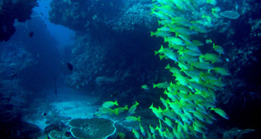 Reef at Sodwana Bay