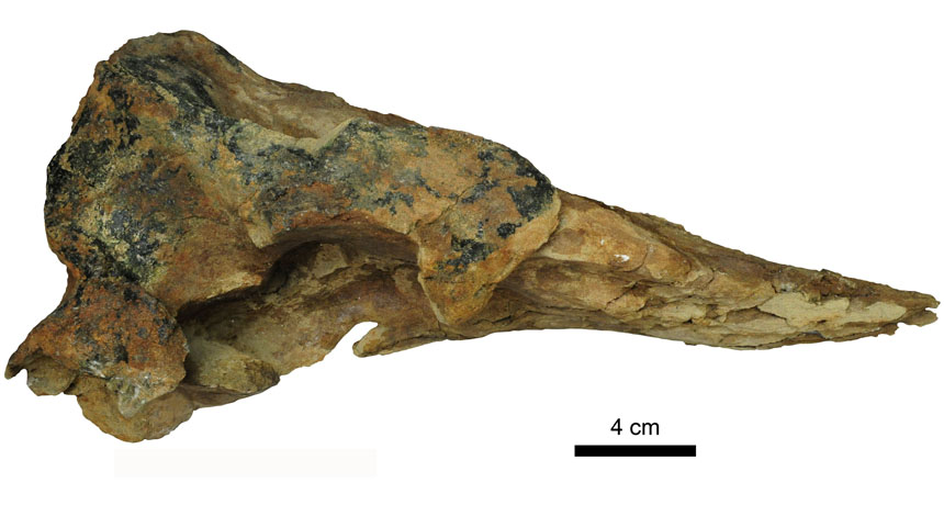 sperm whale skull