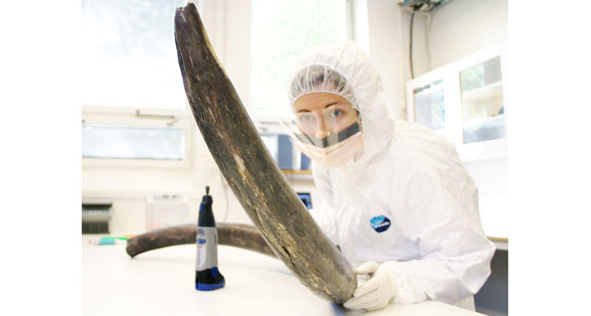 scientist with woolly mammoth tusk