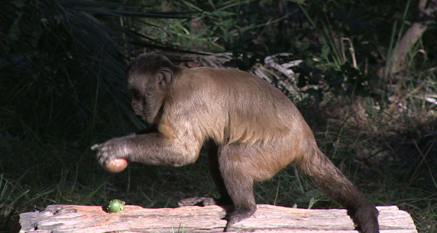capuchin monkey cracking nut