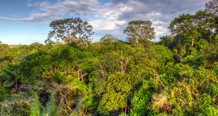 Amazon rainforest