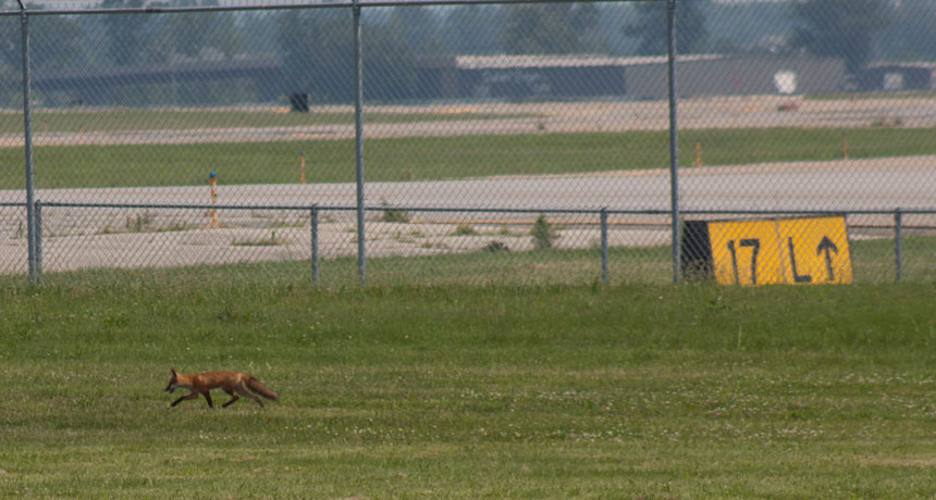 fox outside Louisville airport