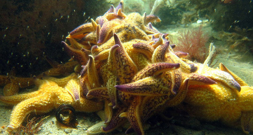 starfish in Australia
