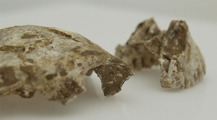 Tam Pa Ling fossils