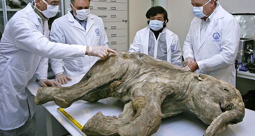 Mammoth calf mummy