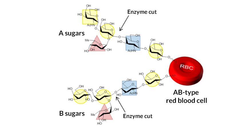 blood cell type enzyme