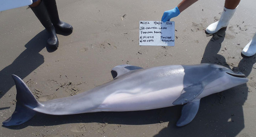 dead dolphin