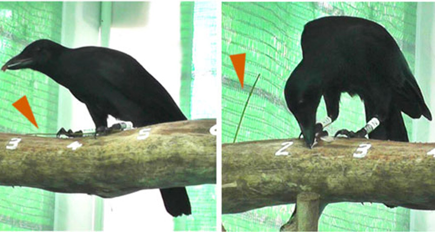 crows safeguarding sticks