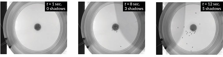 flies respond to shadows