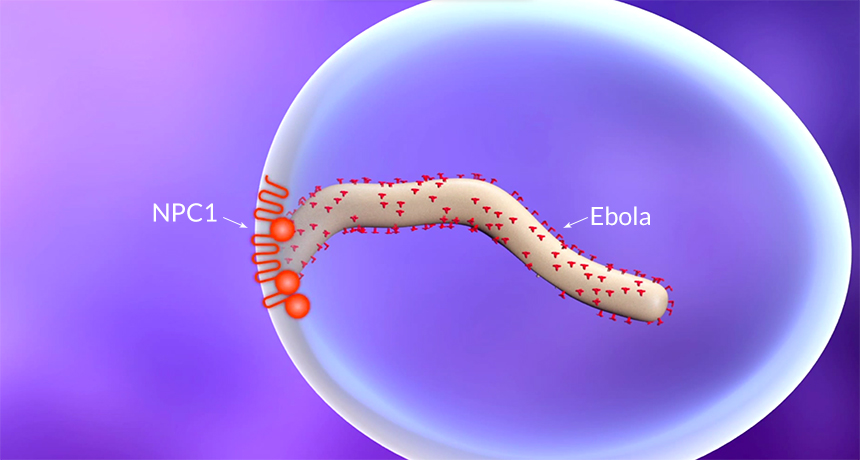 illustration of Ebola entering the cell