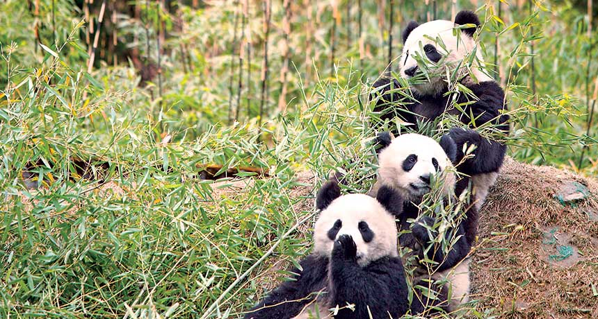 pandas eating