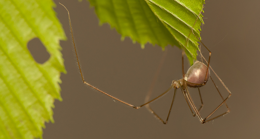 Spider
