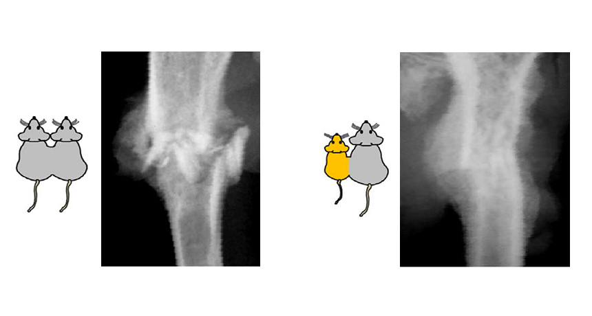 mouse bone X-ray