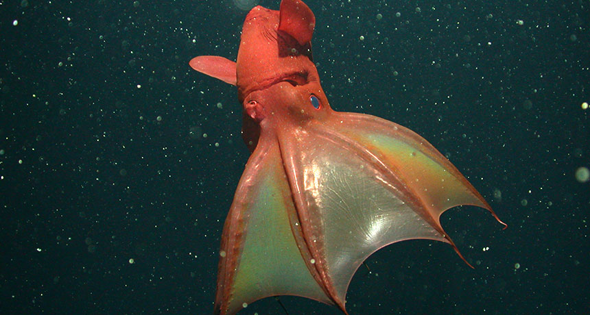 Vampire squid of hell