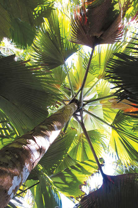 coco de mer leaves