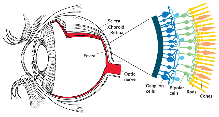 Строение глаза анатомия палочки и колбочки. Строение глаза колбочки и палочки. Строение глаза человека с колбочками. Палочки и колбочки сетчатки строение. 4 колбочки зрение