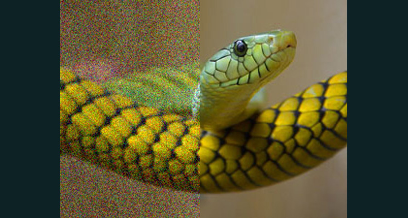 photo of a snake