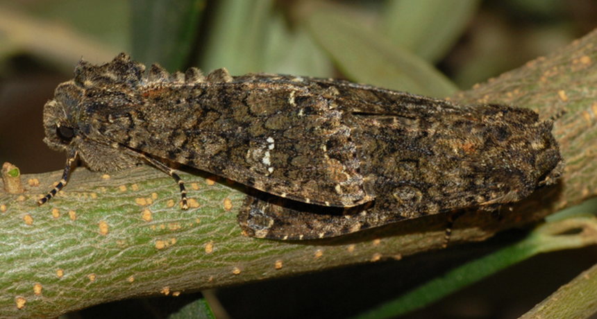cabbage moths
