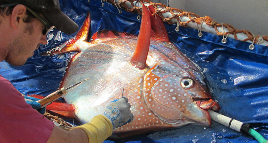 opah