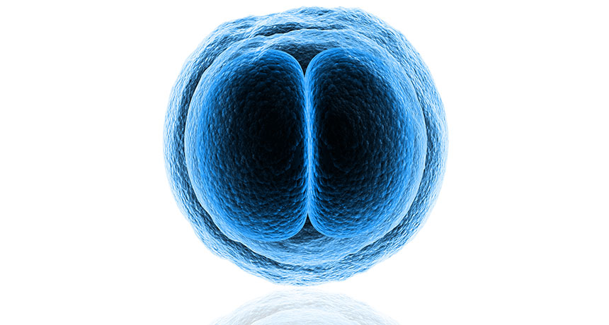 germline editing