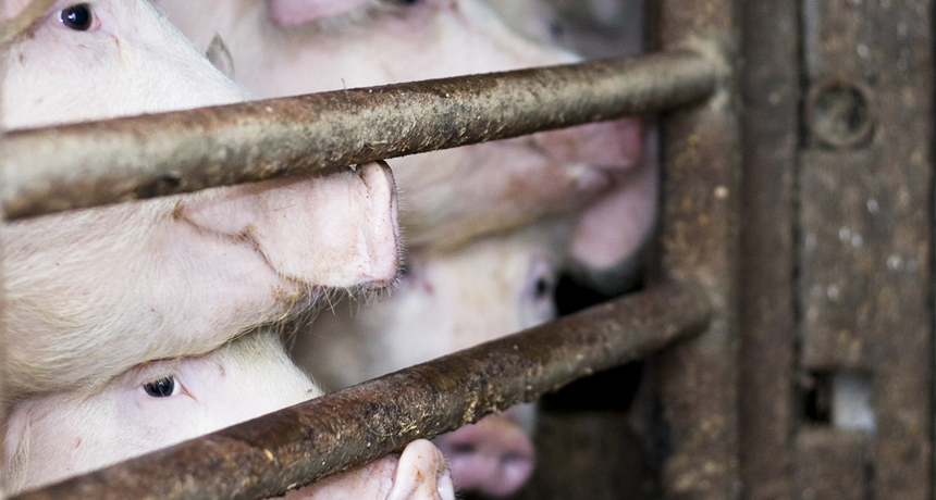 pig farm