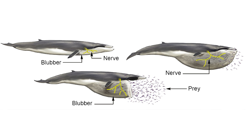 stretchy nerves in a whale