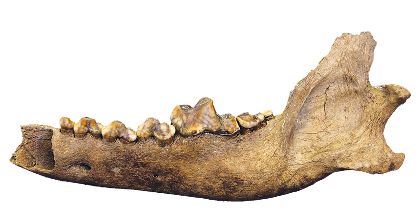 wolf fossil jaw