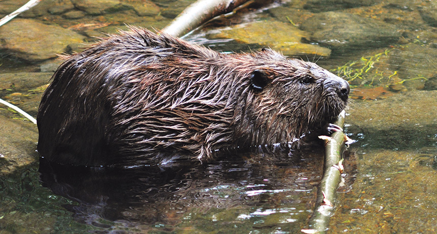 beaver