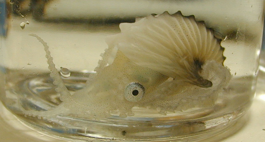 paper nautilus