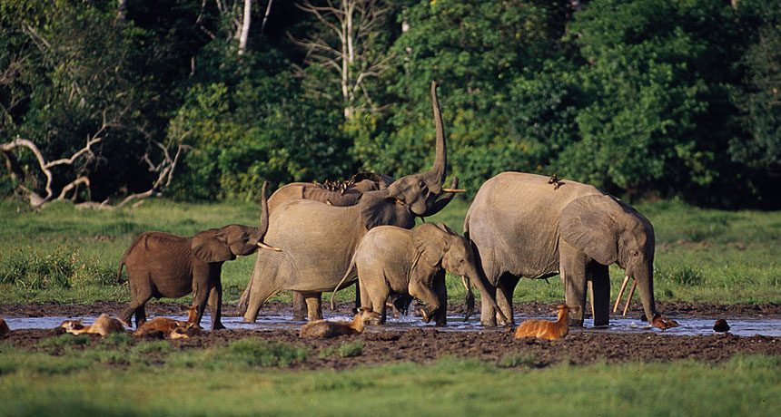 elephants