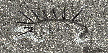 H. sparsa