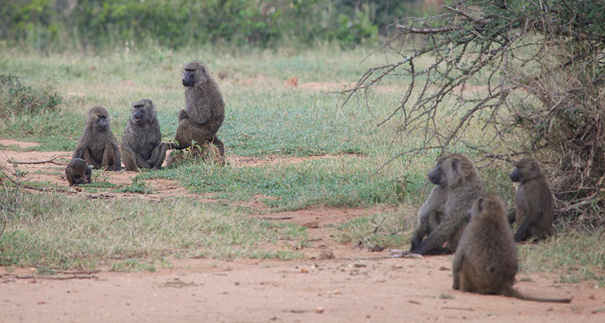 Baboons in a troop