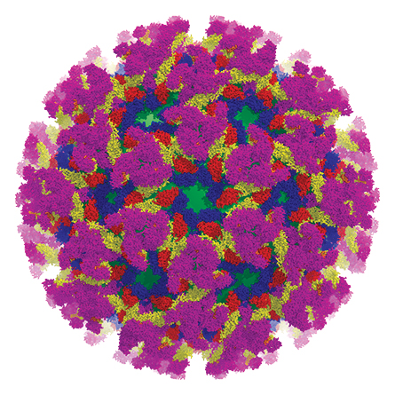 chikungunya virus particle