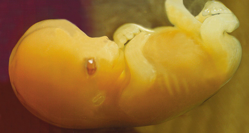embryo