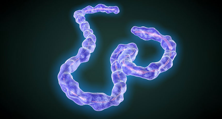 Ebola virus