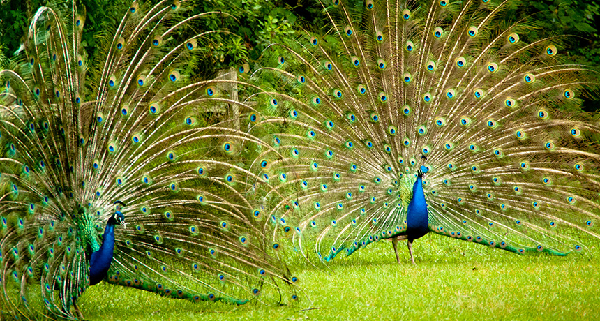 Male peacocks keep eyes low when checking out competition Male peacocks keep eyes low when checking out competition