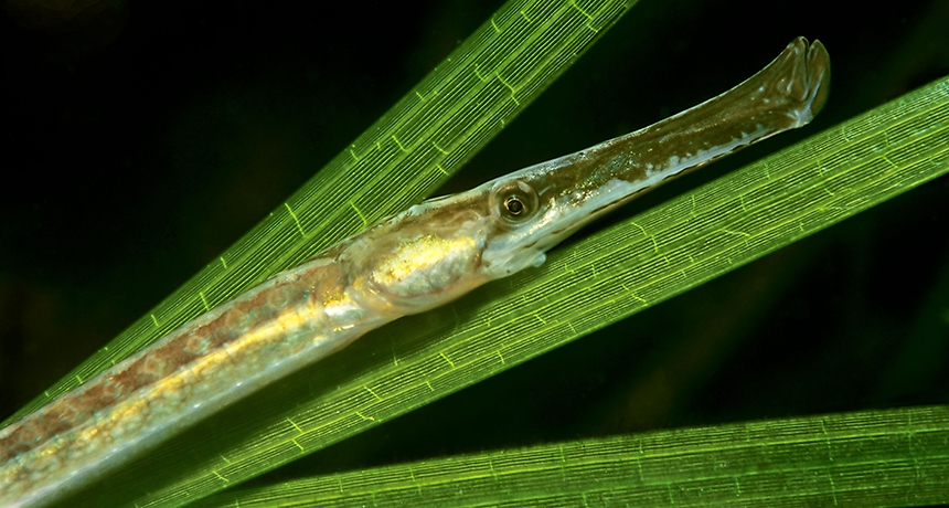 a broad-nosed pipefish